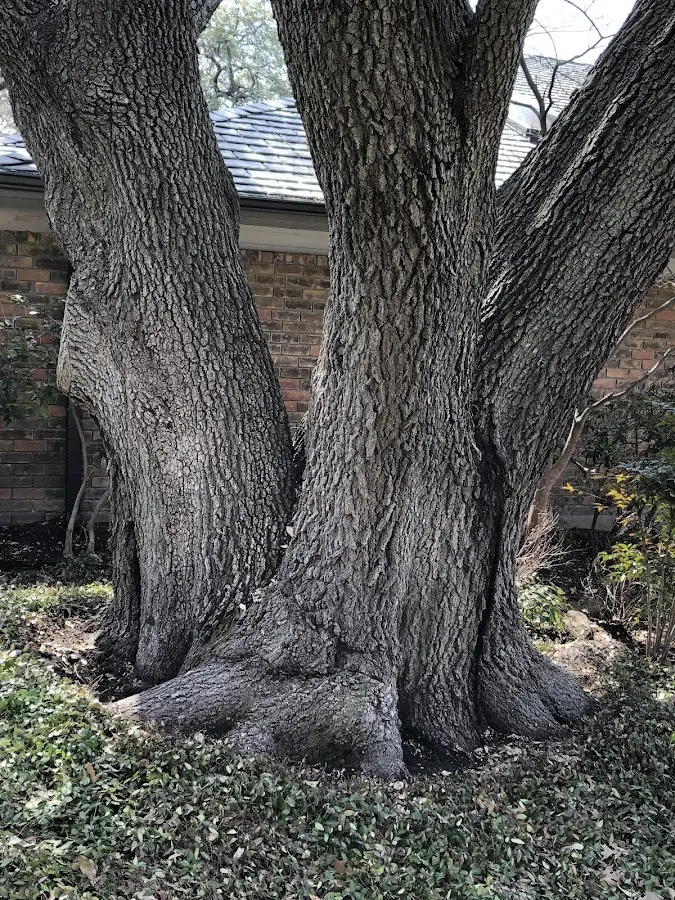 Mature heritage tree close to a Alvord property cared for by certified arborists